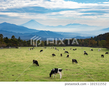 Cows grazing on a highland ranch and a view of Mt. Fuji [Yamanashi Prefectural Makiba Park] 101511552