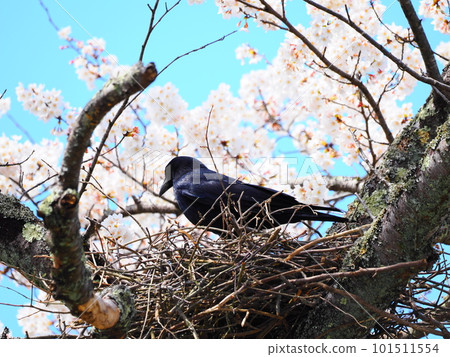 Crow's Nest for Cherry Blossom Viewing Crow's Nest for Cherry Blossom Viewing 101511554