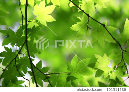 鮮綠色 鮮綠色 101511586