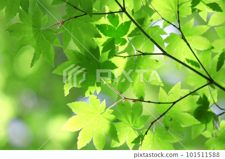 鮮綠色 鮮綠色 101511588