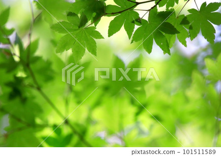 鮮綠色 鮮綠色 101511589