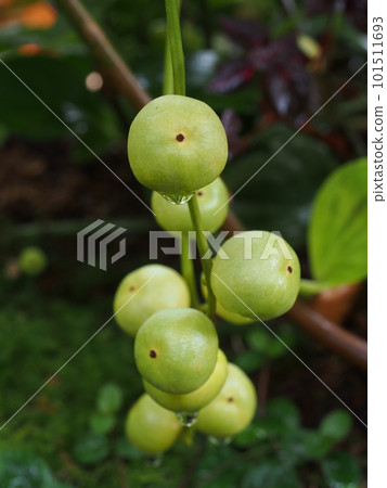 蘭拜水果 101511693