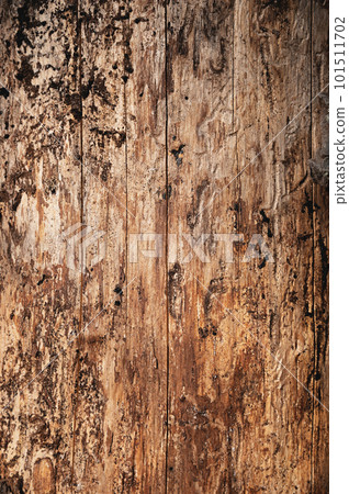 Beetle-damaged tree trunk close-up. The texture of bare pine infested with insects Beetle-damaged tree trunk close-up. The texture of bare pine infested with insects 101511702
