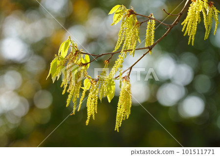 鋸齒櫟幼葉和花 101511771