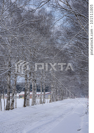 Birch tree-lined path in winter Birch tree-lined path in winter 101511805