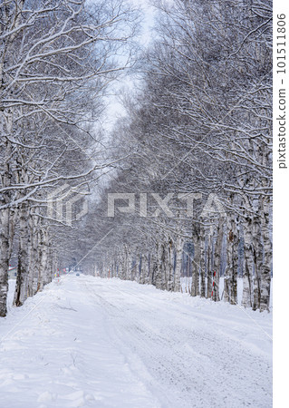 Birch tree-lined path in winter Birch tree-lined path in winter 101511806