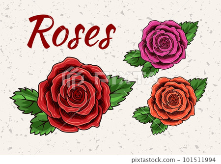 Vintage blooming roses. Engraving style. Vintage blooming roses. Engraving style. 101511994