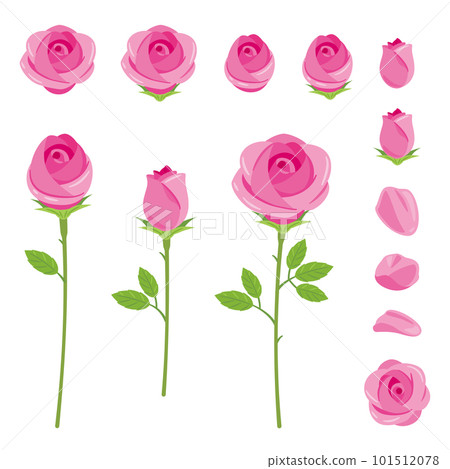 pink rose pink rose 101512078