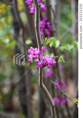 紅色漂亮的花 紅色漂亮的花 101512250