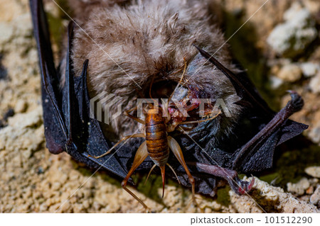 Kamadouma eating a bat Kamadouma eating a bat 101512290