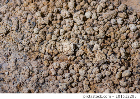 豆石，鐘乳石之一 101512293