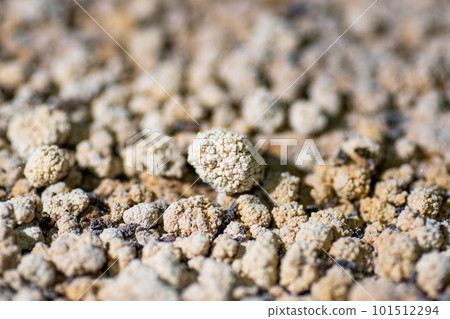 豆石，鐘乳石之一 101512294