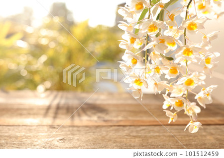 white wild orchid plant flower close up with wooden table surface 101512459