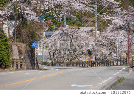 Road lined with cherry blossoms Doshi Village 101512975