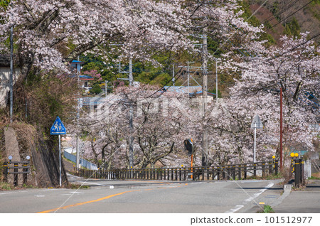 Road lined with cherry blossoms Doshi Village 101512977