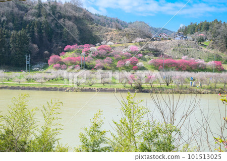 Lake Rokkaku and Roku Umezono on the opposite shore [Spring] 101513025