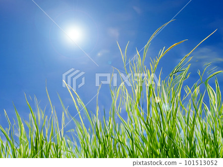 green grass against the blue sky 101513052