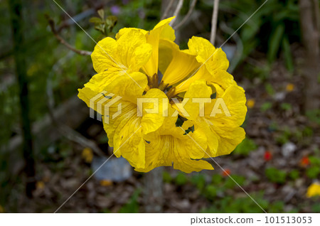 黃色的花 101513053