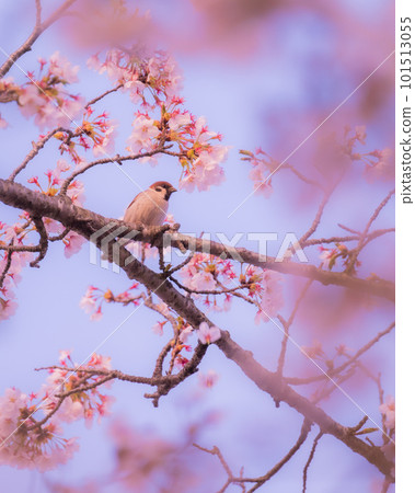 櫻花季節 101513055