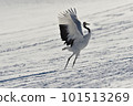 Dancing of cranes (Hokkaido, Tsurui) 101513269