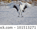 Cranberry spreading wings and landing (Hokkaido · Tsurui) 101513271