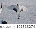 Cranberry spreading wings and landing (Hokkaido · Tsurui) 101513274