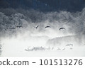 A flock of red-crowned cranes taking off from their roost surrounded by frost-covered trees (Tsurui, Hokkaido) 101513276
