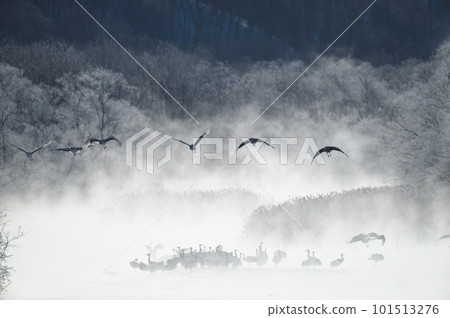 一群丹頂鶴從被霜覆蓋的樹木包圍的棲息地起飛（北海道鶴居） 101513276