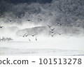 A flock of red-crowned cranes taking off from their roost surrounded by frost-covered trees (Tsurui, Hokkaido) 101513278