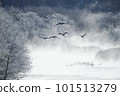 A flock of red-crowned cranes taking off from their roost surrounded by frost-covered trees (Tsurui, Hokkaido) 101513279