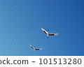 Two Japanese cranes flying in the blue sky (Tsurui, Hokkaido) 101513280