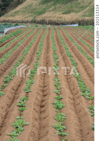 Spring field Seedling field Urban agriculture 101513314