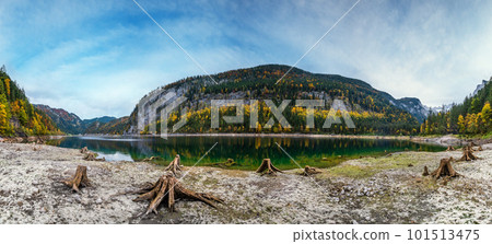Tree stumps near Gosauseen or Vorderer Gosausee lake, Upper Austria. Colorful autumn alpine view of mountain lake with clear transparent water and reflections. Dachstein summit and glacier in far. 101513475