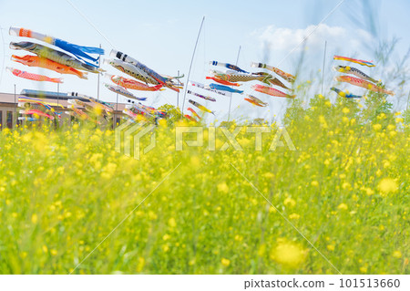 與佐見、鯉魚旗、油菜花盛開的庭園<愛知縣刈谷市> 與佐見、鯉魚旗、油菜花盛開的庭園<愛知縣刈谷市> 101513660