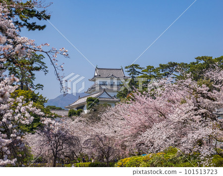 在春天的藍天中閃耀的櫻花和天守閣【小田原城跡公園】 在春天的藍天中閃耀的櫻花和天守閣【小田原城跡公園】 101513723