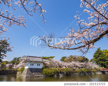 櫻花和護城河在春天的藍天中閃耀[小田原城跡公園] 101513725