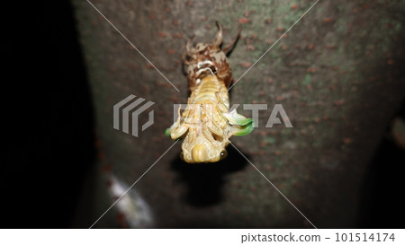 Cicadas emerging Cicadas emerging 101514174