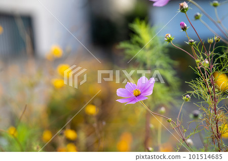 深秋的波斯菊在花園裡綻放 深秋的波斯菊在花園裡綻放 101514685