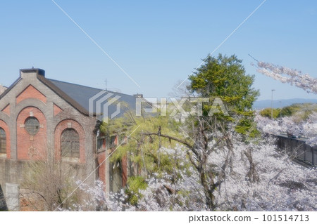 Kyoto cherry blossoms 101514713