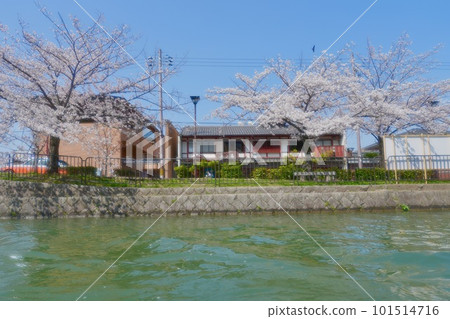 Kyoto cherry blossoms 101514716