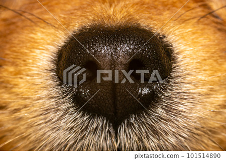 Closeup photo of texture on a dog's nose 101514890