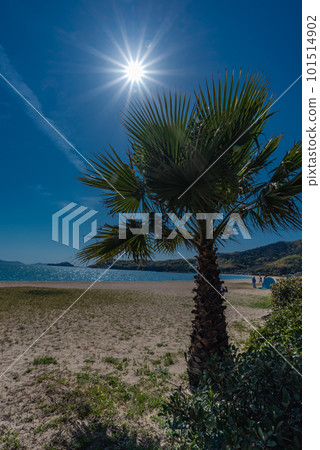Japan's Top 100 Beaches, Sami Beach, Palm Trees and the Bright Sun Japan's Top 100 Beaches, Sami Beach, Palm Trees and the Bright Sun 101514902
