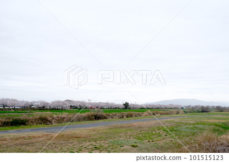 Nabeta river embankment row of cherry blossom trees 12 101515123
