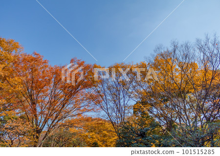 【東京都市風光】代代木公園的紅葉 【東京都市風光】代代木公園的紅葉 101515285