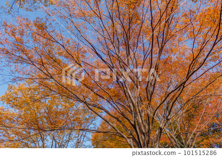 【東京都市風光】代代木公園的紅葉 101515286