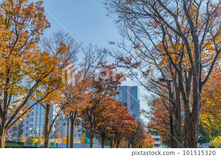 [東京都市風光]秋天的代代木公園（櫸樹） 101515320