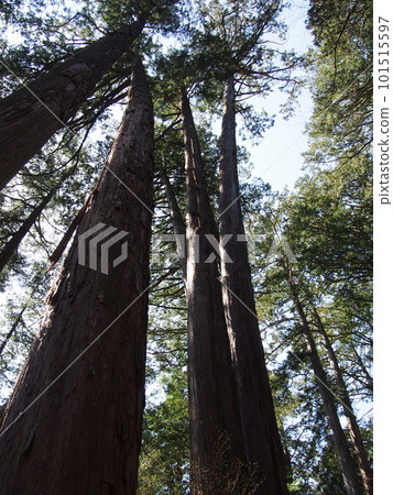 Towering tree 101515597