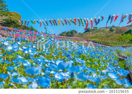 Nemophila、苔蘚福祿考、鬱金香和鯉魚旗(靜岡縣御前崎市) Nemophila、苔蘚福祿考、鬱金香和鯉魚旗(靜岡縣御前崎市) 101515635