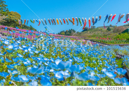 Nemophila、苔蘚福祿考、鬱金香和鯉魚旗(靜岡縣御前崎市) Nemophila、苔蘚福祿考、鬱金香和鯉魚旗(靜岡縣御前崎市) 101515636