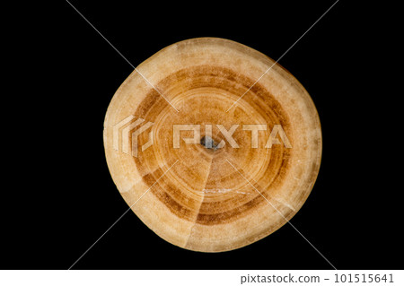 洞珠剖面圖 101515641